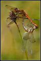 455 - MATING DARTERS - SEDGWICK MARK - ireland